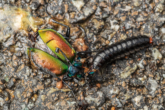 Calosoma sycophanta larvae or forest caterpillar hunter eating adult calosoma