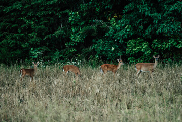 deer in the field