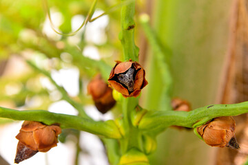 dry coconut fruit
