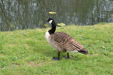 Goose Standing on Grass Towpath beside Reflective Waters of English Canal 