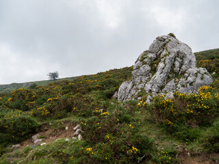 Big rock in a valley full of flowers