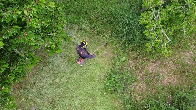 Farmer cuts weeds with a lawn mower. Top view, bird eye view. 4K drone shooting. Agricultural shooting
