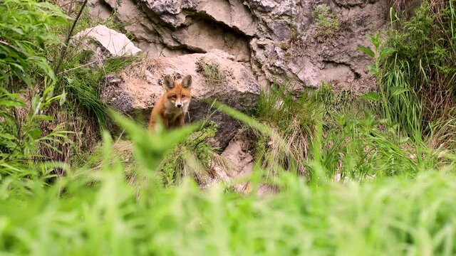 Young red fox in the wild. A cub is sitting next to his den