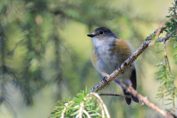 Red-flanked Bluetail