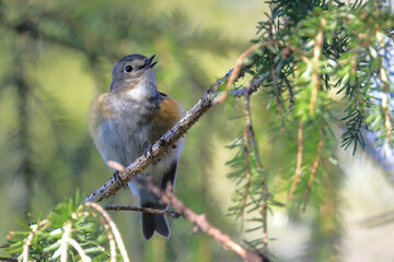 Red-flanked Bluetail
