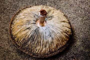 Macrolepiota procreate an edible mushroom, National Mushroom Month, National Mushroom Day