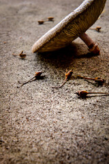 Macrolepiota procreate an edible mushroom, National Mushroom Month, National Mushroom Day