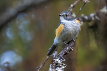 Red-flanked Bluetail