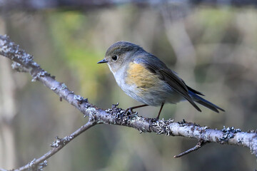 Red-flanked Bluetail