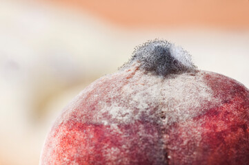 Close-up of a bunch of black mold on the tip of a peach.