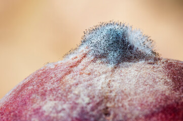 Close-up of a bunch of black mold on the tip of a peach.