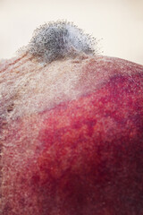 Close-up of a bunch of black mold on the tip of a peach.