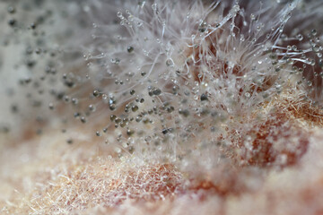 Macro detail of a bunch of black mold.