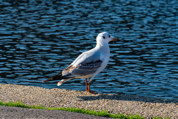 Mediterranean Gull in Hungary