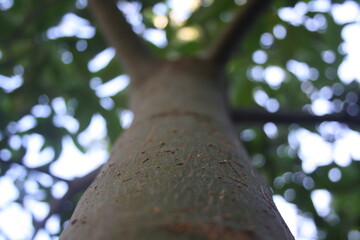 photos of a tree taken from the bottom up