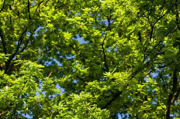 Lush green oak leaves in nature.