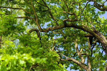 Lush green oak leaves in nature.