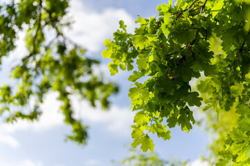 Lush green oak leaves in nature.