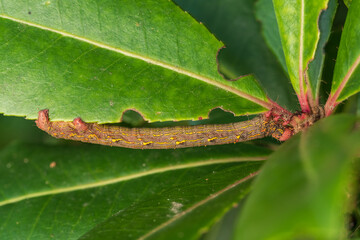 The brindled beauty (Lycia hirtaria) larvae