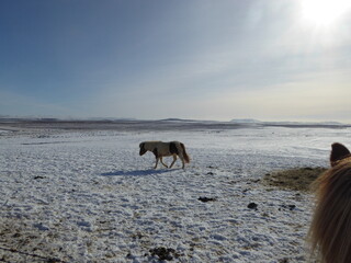 Small Icelandic Horses