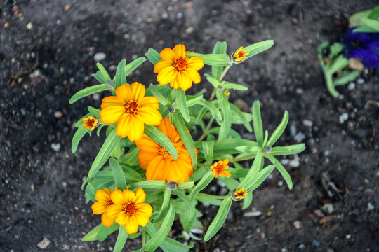 Orange Garden Flowers