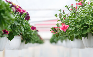 Growing flowers in greenhouse. Pink and purple petunias in pots in daylight