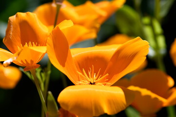 Mohn Blüte Orange, Blumenwiese Sommer