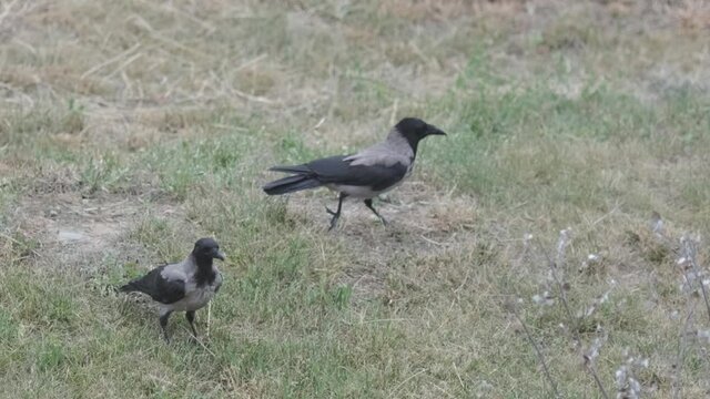 two black ravens or jackdaws sits in grass
