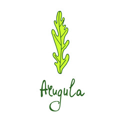 Vector illustration of arugula. Hand drawn.Lettering.