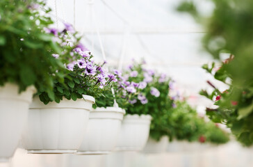 Fototapeta na wymiar Cultivation of plants for garden in greenhouse. Violet campanulas in white pots