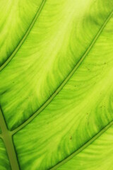 Green leaf texture