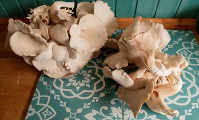 Oyster mushrooms on the kitchen table.