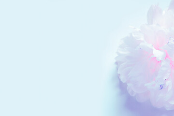 Peony flower close-up on a blue background in the corner. Copy space. Blank for postcards, invitations, greetings, covers, etc