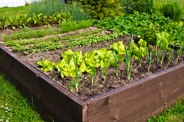 Vegetable box in the home garden. Ecology and homegrowing concept