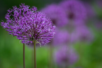 Chives flowers in the garden on a blurry background.