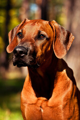 Adorable Rhodesian Ridgeback portrait in nature scene