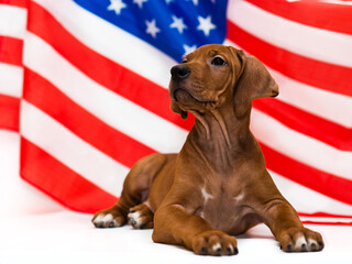 rhodesian ridgeback puppy and american usa flag on Independence Day