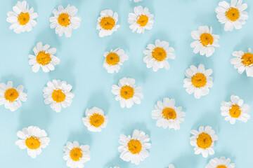 Daisy pattern. Flat lay spring and summer chamomile flowers on a blue background.Top view