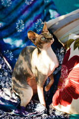 cute curious hairless sphynx cat sitting on colorful textile
