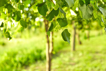 Green blurred background and sunlight