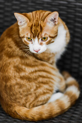 cute young red cat lying on bench