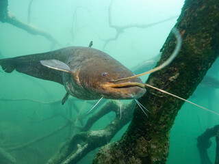 Catfish in lake Bled Slovenia