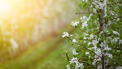 Industrial cultivation on farm. Flowers on apple tree branch, close up, sun flare