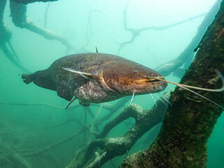 Catfish in lake Bled Slovenia