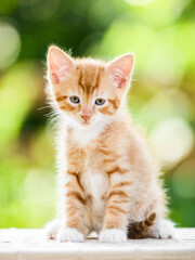 adorable playful red orange fluffy kitten on sunny day