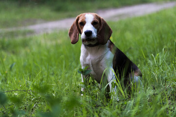 Beautiful hunting dog the Beagle walks in the woods. Happy puppy running through the woods and sitting in the grass