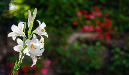 Fototapeta premium White lily in the garden. Lilium longiflorum