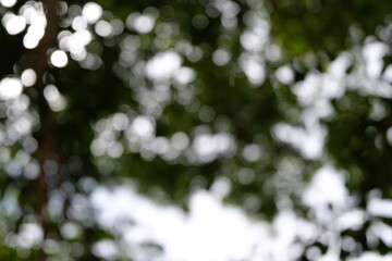 close up of pine tree branches