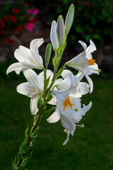 Fototapeta premium White lily in the garden. Lilium longiflorum