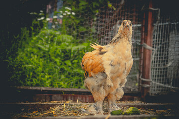 Hens and roosters on the farm
